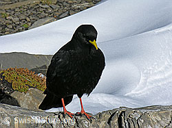 Photo: Alpendohle