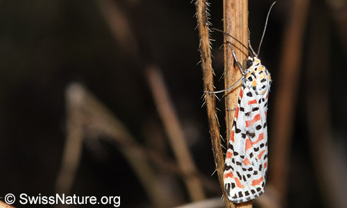 Harlekinbär (Utetheisa pulchella) von der Seite