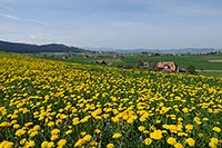 Kalenderbild Frühlingslandschaft