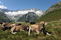Kalenderbild Kühe in Berglandschaft