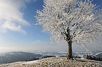 Kalenderbild Mit Raureif geschmückter Baum