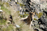 Kalenderbild Portrait einer Steingeiss