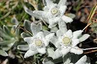 Kalenderfoto Edelweiss